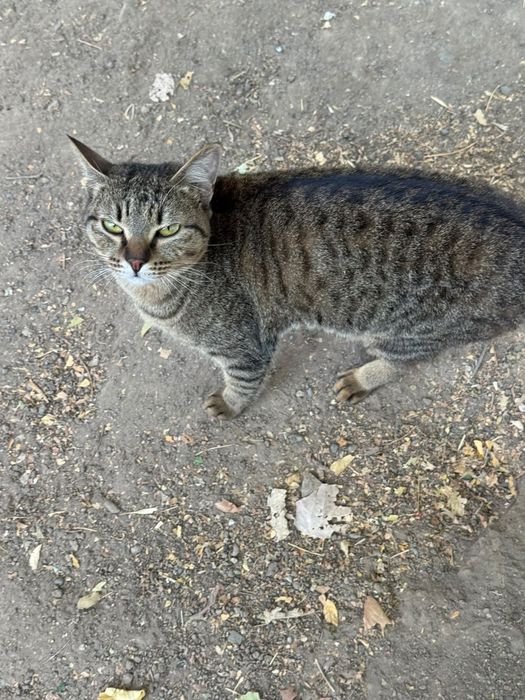 Котята бесплатно