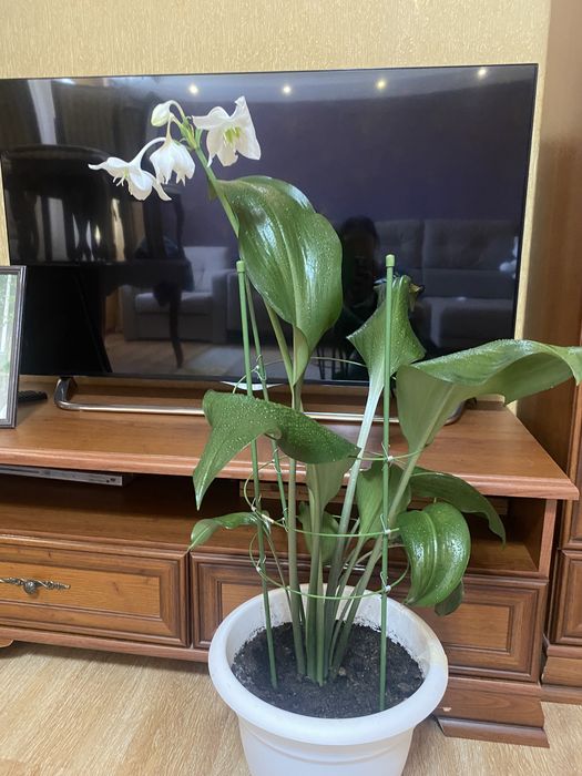 Продам Эухуарис.