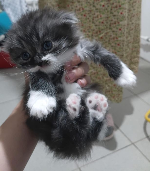 Отдам в ДОБРЫЕ РУКИ котят срочно! Породистые