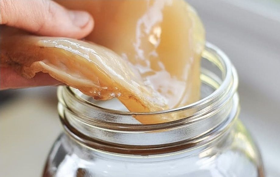 Чайный гриб ( комбуча)