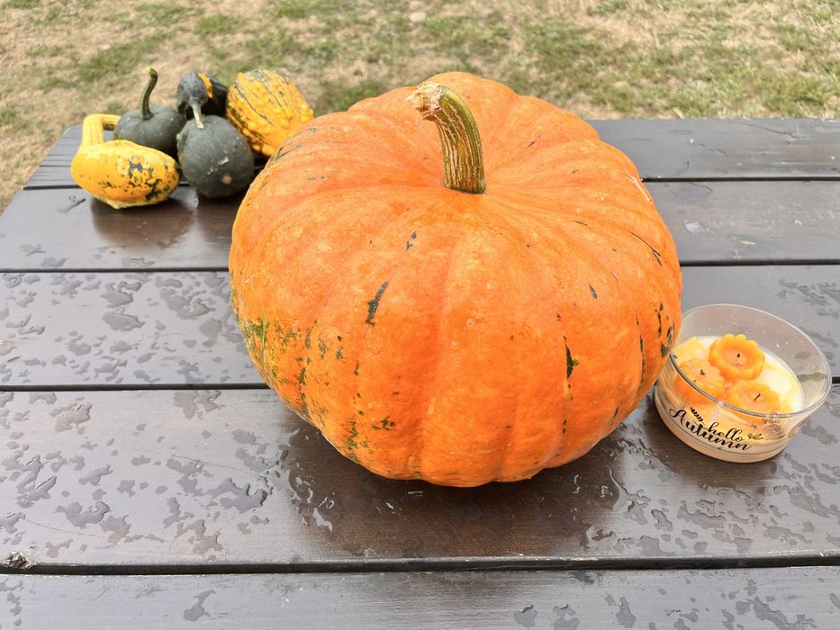 Bostani/ dovlecei decorativi  Halloween