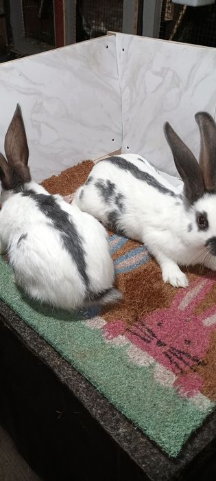 Iepuri fluture german