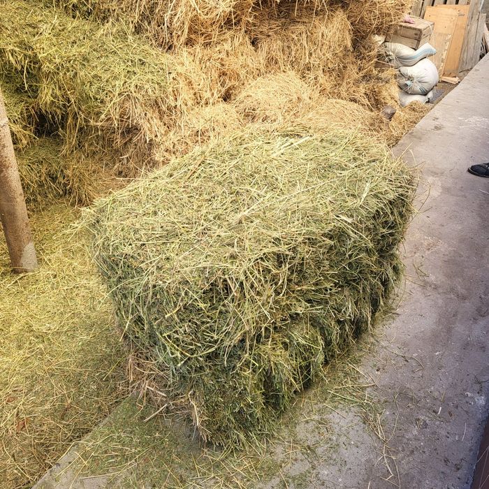 Жоңышқа сатамын/ люцерна