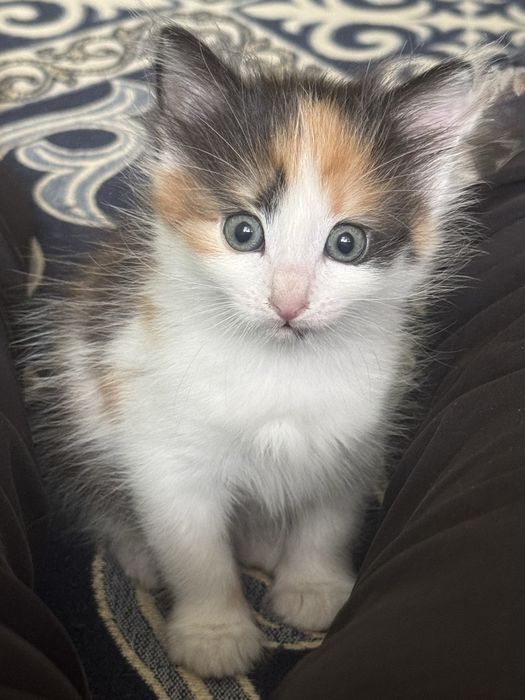 Бесплатно  отдаю в добрые руки