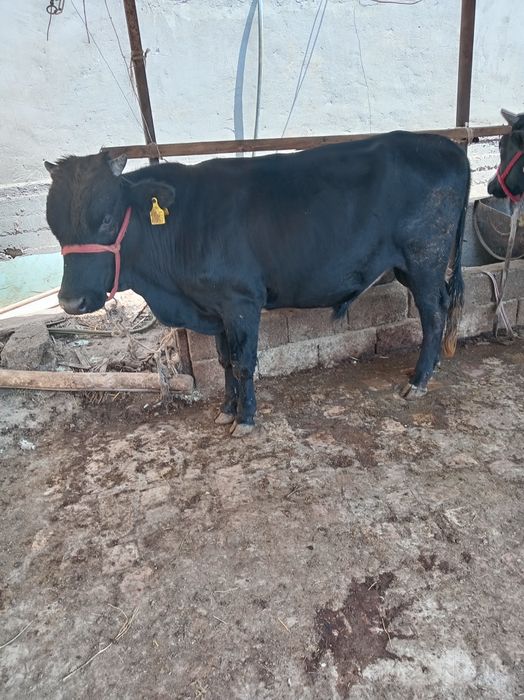 Buqa sotiladi 1 yoshdan utgan