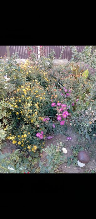 Хризантема кусты