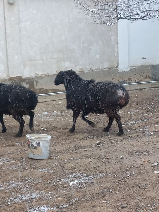 Qoy sotiladi кой сотилади