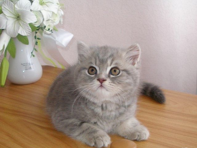 Шотландские малыши
