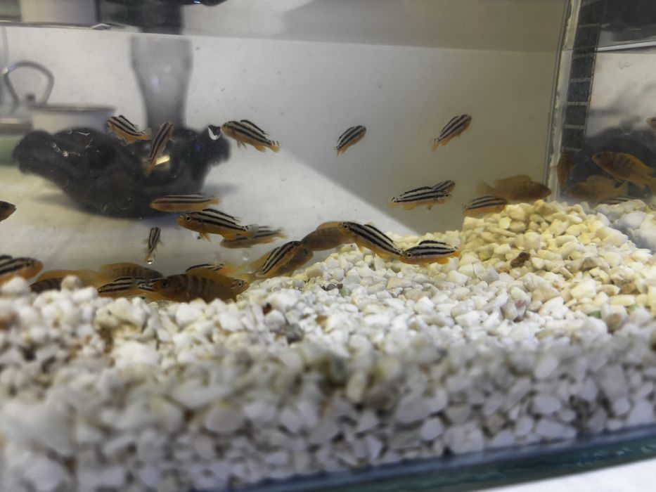 Pesti Ciclide Auratus si Red Top Hongi