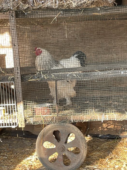 De vanzare cocos din rasa Brahma