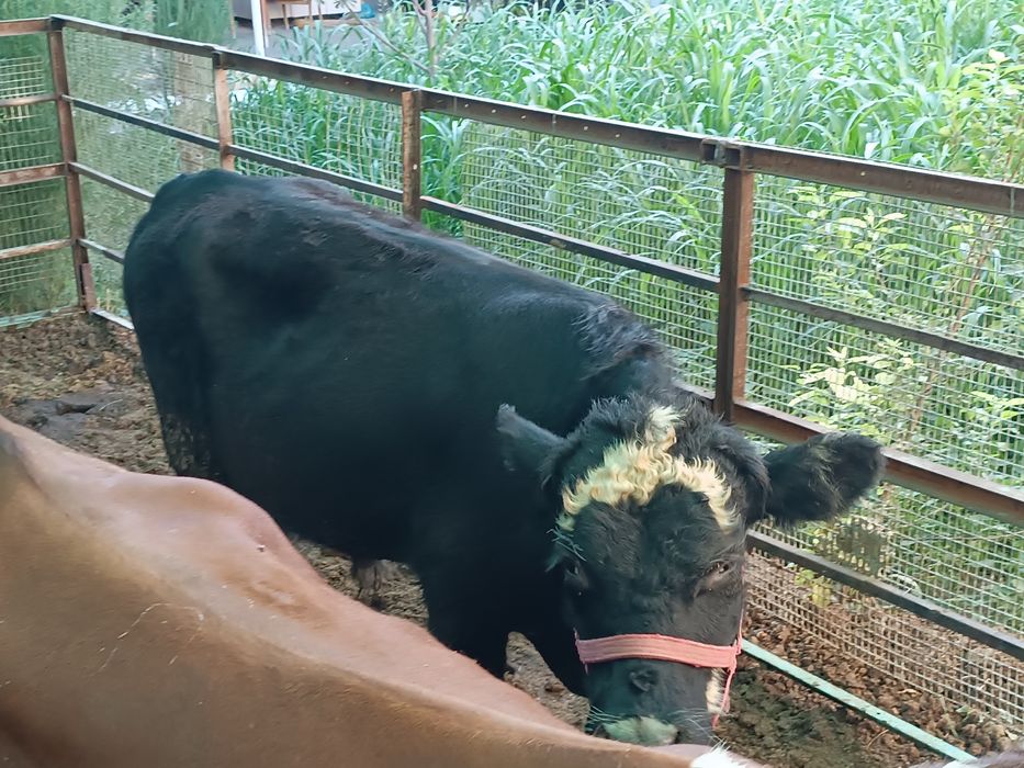 Green Ford buqalar sotiladi