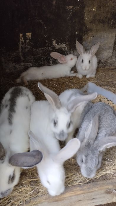 Продам кроликов!