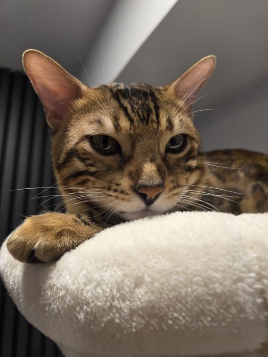 Vindem pisica rasa Bengal cu pedigree