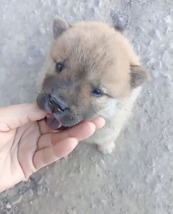 продам щенки Чау чау