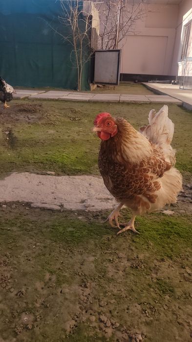 Wyandotte tuxumlari sotiladi