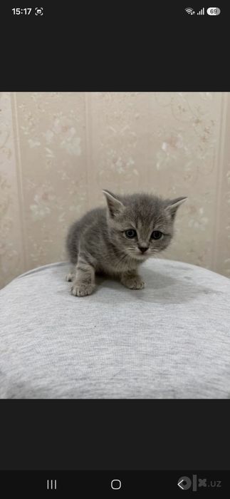 Продам котят Британские