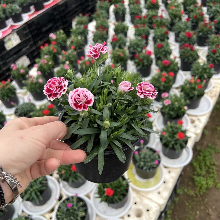 Студоустойчив карамфил