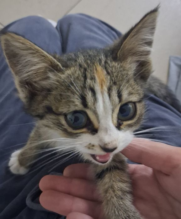 Котенок девочка в добрые руки