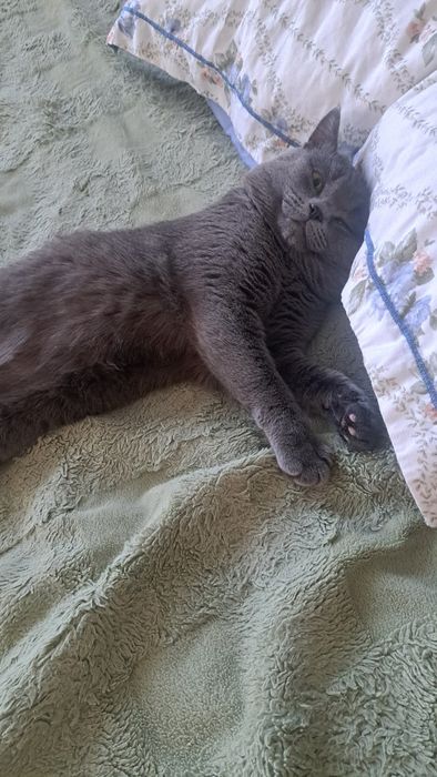 Нужна кошка для вязки