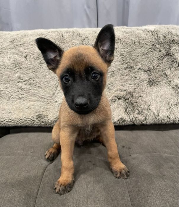 Fetita malinois ( ciobanesc belgian )