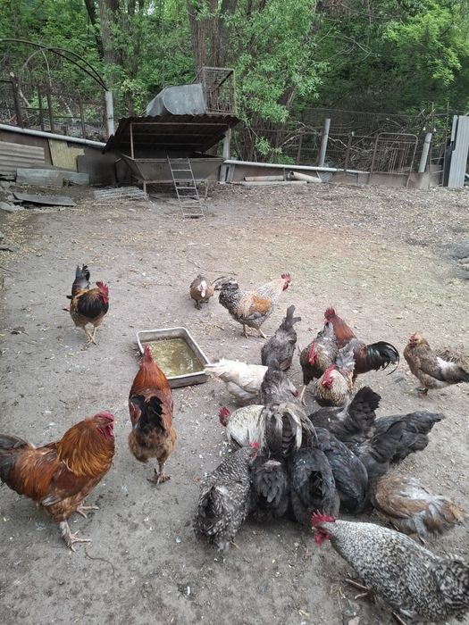 Жас үйдің қоразы