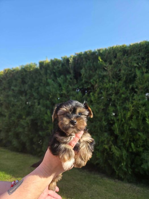 Йоркширски тириер/съкровища