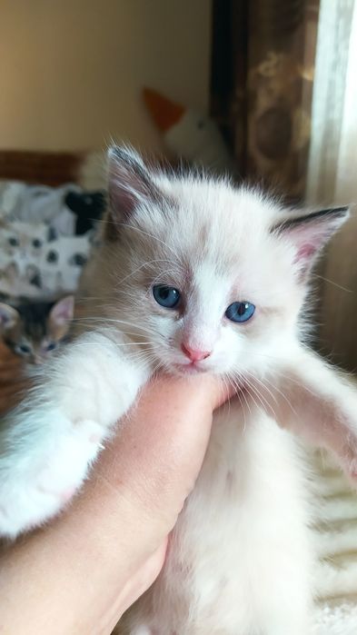 Недорого кошечка и котик.