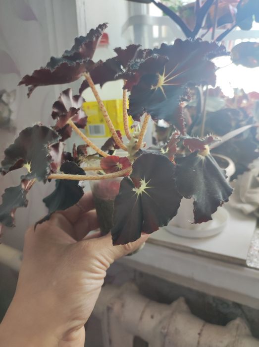 Комнатные растения