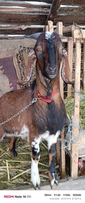 Vând sau schimb țap anglonubian  cu capră bună de lapte diferența din