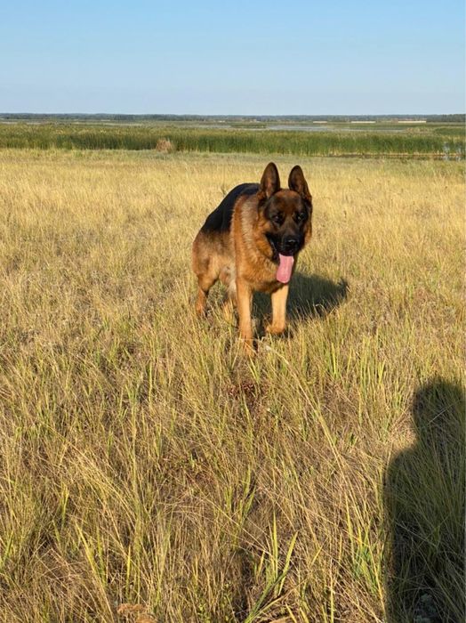 Вязка немецкая овчарка, кобель