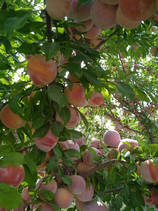 Mevali va manzarali kochatlar yashil makon