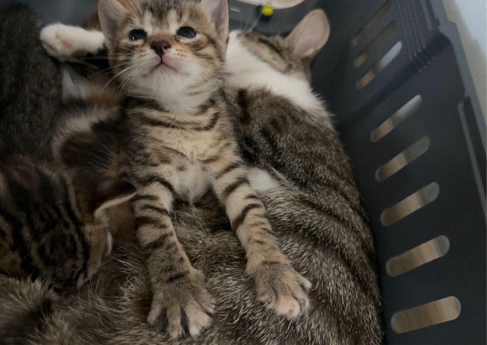 Търси се любящ дом за гальовна котка Зевс