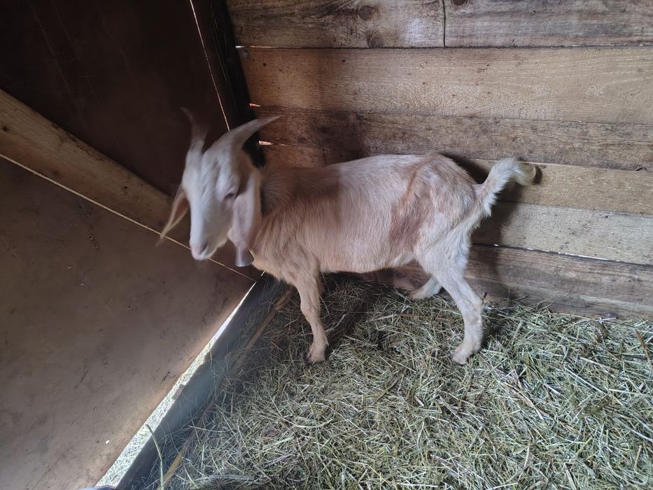 Țap metis de anglonubian de aproape un an