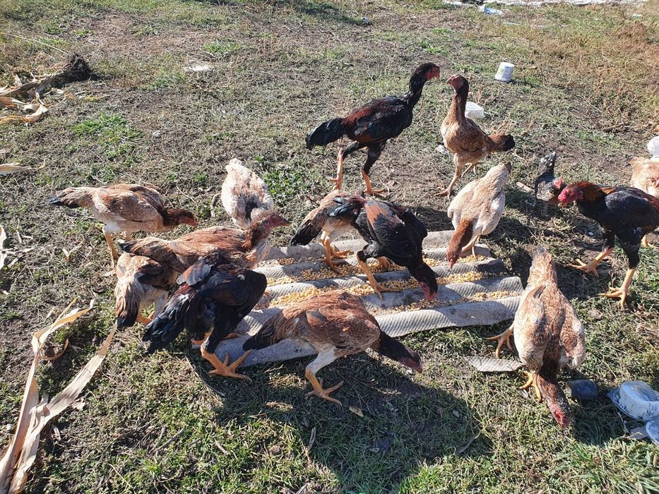 Продам курей даканов