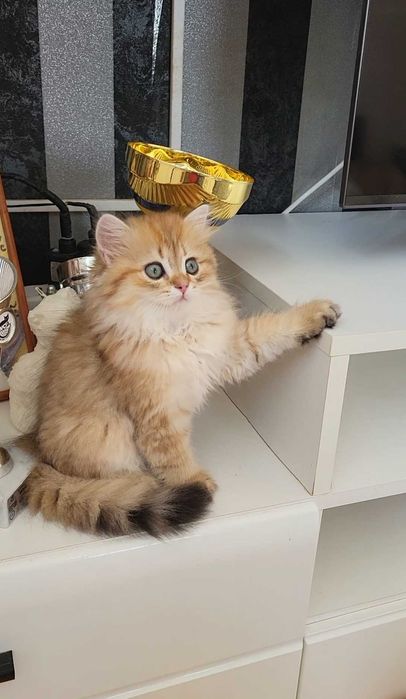 British Longhair Black Golden Shaded – Pedigree WCF, Părinți Campioni