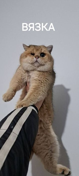 Шиншила для вязки