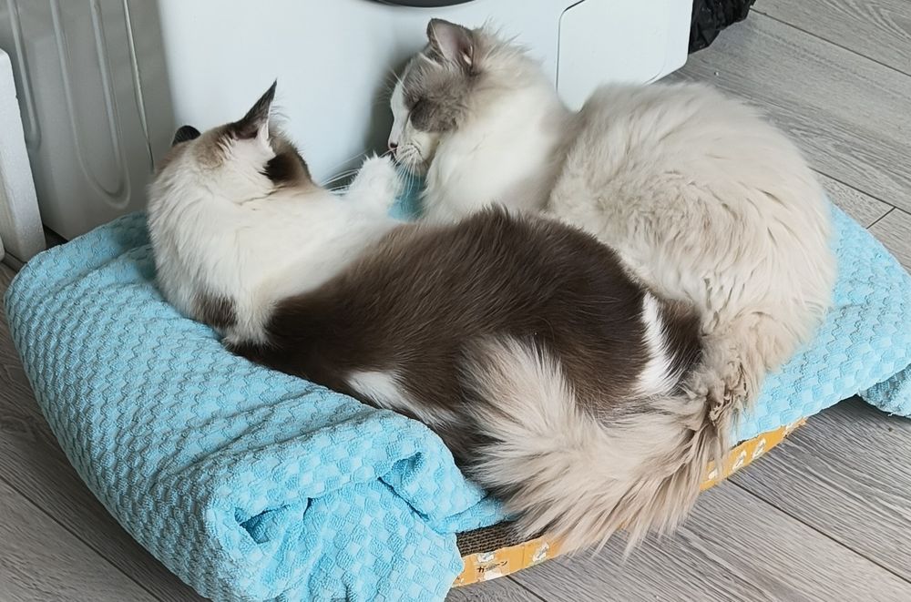 Кот Рэгдолл прадаётся