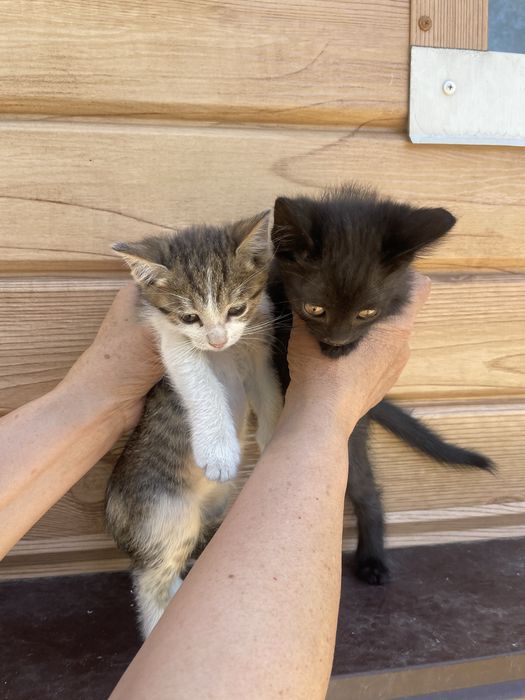 Отдам котят даром