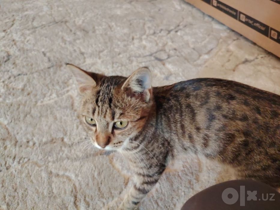 Кошка, котёнок mushukcha в добрые руки