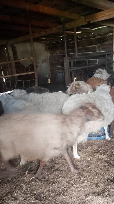 Продам овец 12 голов