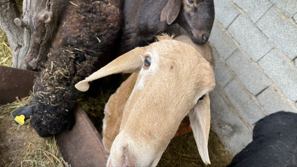 Бараны қошқар қой