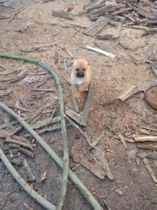 Donez căței pechinezi