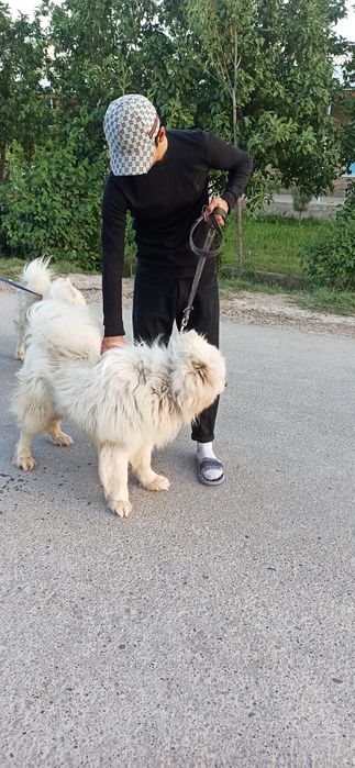 Samoyed itlari..