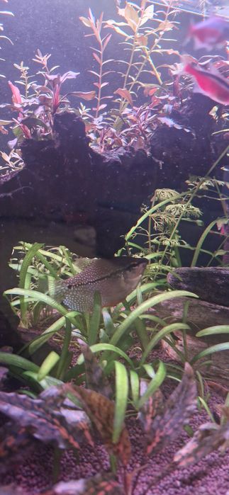 Аквариумные рыбки