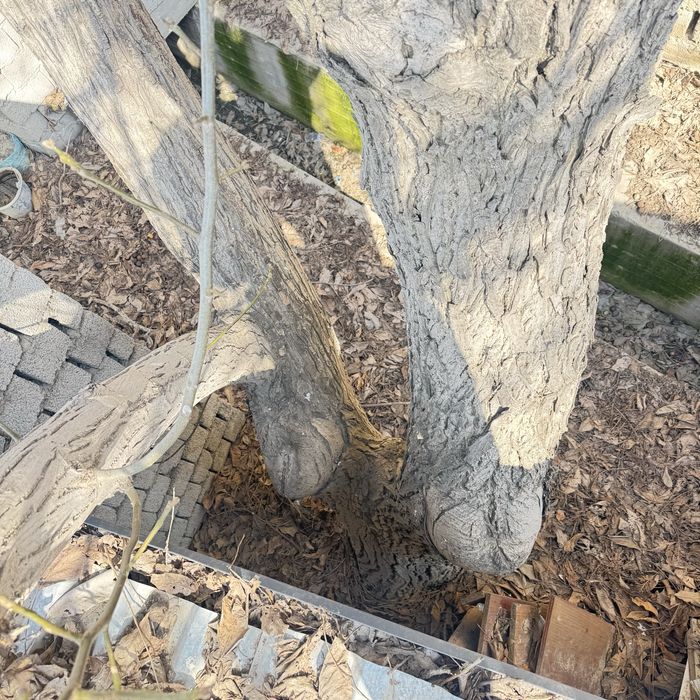 Yong’oq daraxti ko’p yillik judda katta qalin soglom daraxt енгок дара