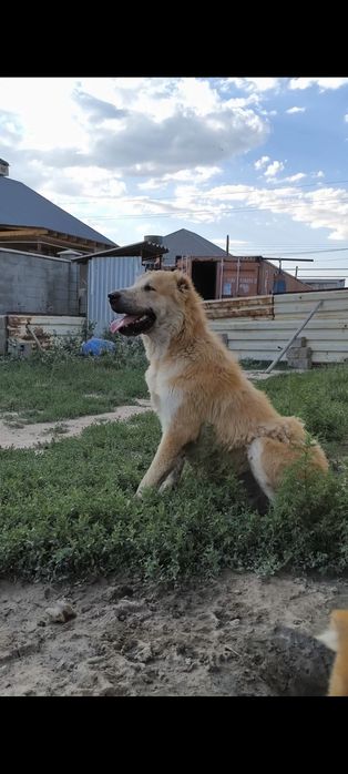 Годовалый тобет кобель, очень породный