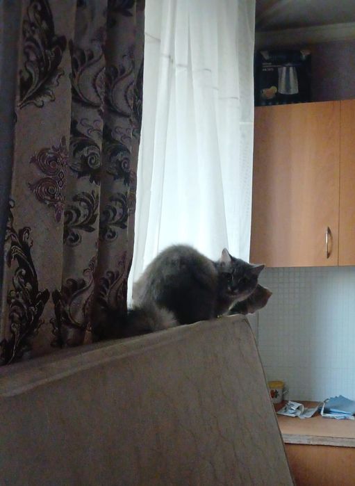 Котята бесплатно