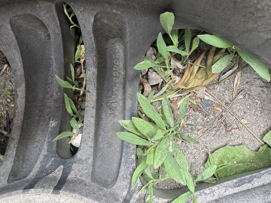 Продам диски на хонду одисей