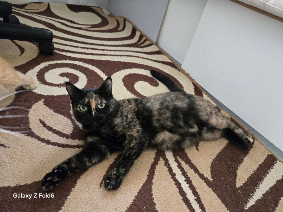 Коты и кошки ищут дом!