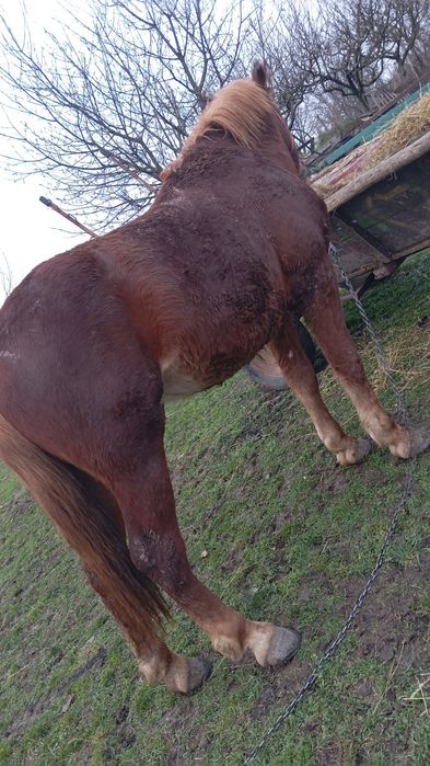 Vând cal castrat cuminte merge la căruță are trei ani